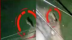 Uttarpara: উত্তরপাড়ায় অজানা জন্তুর আতঙ্ক