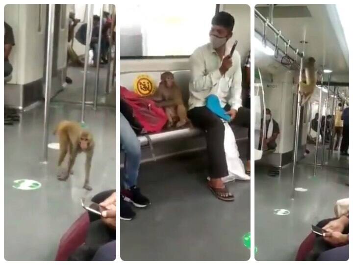 Monkey entered inside Delhi Metro train know what DMRC said दिल्ली मेट्रो ट्रेन के अंदर घुसा बंदर, जानें- क्या कहा डीएमआरसी ने