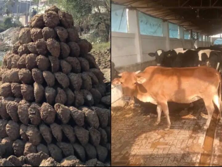 800 kilo cow dung theft happened in chattisgarh's korba district ‛அதிகரிக்கும் டிமாண்ட்’ 800 கிலோ மாட்டு சாணம் திருட்டு;  போலீசார் வழக்குப் பதிவு