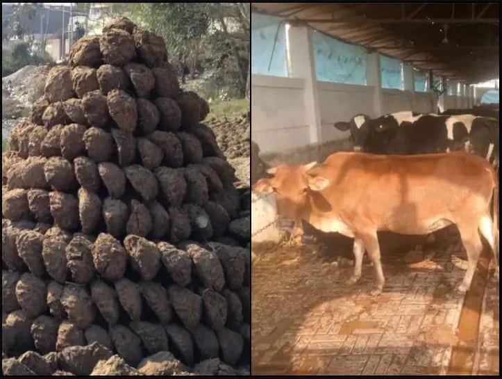 800 kg Cow Dung Allegedly Stolen From Chhattisgarh Village, Police File Case 800 ਕਿੱਲੋ ਗਾਂ ਦਾ ਗੋਬਰ ਚੋਰੀ, ਪੁਲਿਸ ਨੇ ਮਾਮਲਾ ਦਰਜ ਕਰ ਸ਼ੁਰੂ ਕੀਤੀ ਜਾਂਚ