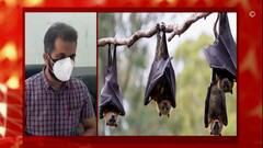 Nipah Virus | सावधान! महाराष्ट्रातील वटवाघुळांच्या दोन प्रजातींमध्ये आढळला 'निपाह' विषाणू