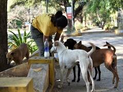 World Animal Day : आज साजरा केला जातोय 'जागतिक प्राणी दिन; जाणून घ्या त्याचं महत्व