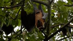 Special Report | सावधान! महाराष्ट्रात 'निपाह' विषाणूचा धोका, कोरोना, म्युकरमायकोसिसनंतर आता 'निपाह'?