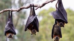 Nipah virus : महाराष्ट्रातील दोन वटवाघुळांच्या प्रजातींमध्ये आढळला 'निपाह' विषाणू