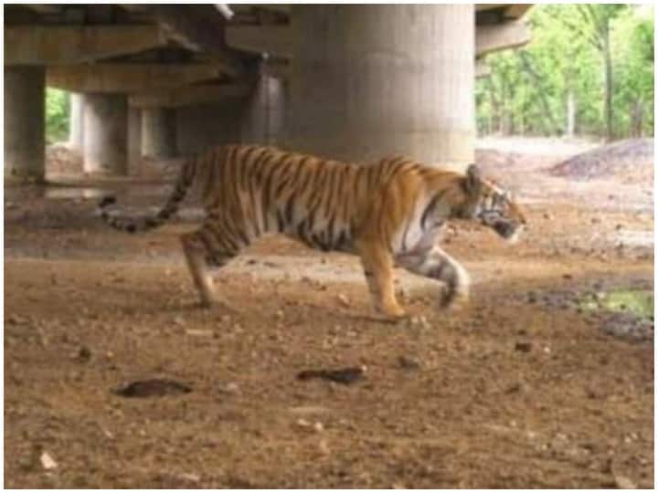 Suspicious Tiger Deaths In Pench Tiger Reserve, Samples Collected For COVID-19 Testing Suspicious Tiger Deaths In Pench Tiger Reserve, Samples Collected For COVID-19 Testing