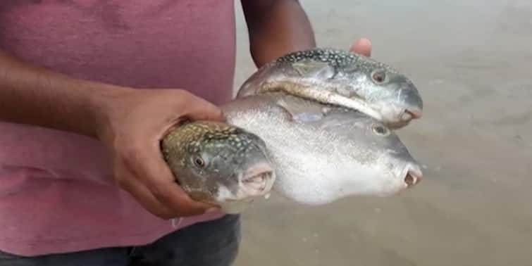Dead Puffer fishes are coming with waves of the sea in Digha Digha Sea Beach: দিঘার সৈকতে কাতারে কাতারে মৃত পাফার ফিশ, কীভাবে এল? ধন্দ