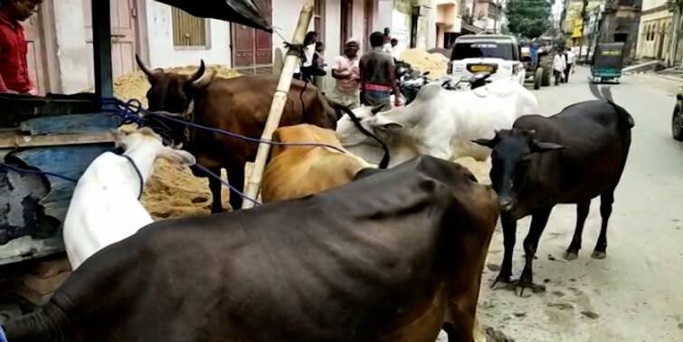 Malda Englishbazar sub divisional magistrate himself lead to crack down illegal Cattle অবৈধ খাটাল উচ্ছেদে ময়দানে খোদ মালদা সদরের মহকুমাশাসক, বাজেয়াপ্ত করলেন ১০টি গরু