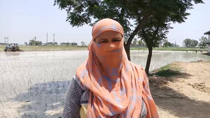 ਸਰਬਜੀਤ ਦਾ ਕਹਿਣਾ ਹੈ ਕਿ ਉਹ 2003 ਵਿੱਚ ਕਾਂਗਰਸ ਸਰਕਾਰ ਸਮੇਂ ਇੱਕ ਹਜ਼ਾਰ ਰੁਪਏ ਪ੍ਰਤੀ ਮਹੀਨਾ ’ਤੇ ਈਜੀਐਸ ਸੈਂਟਰਾਂ ਵਿੱਚ ਕੰਮ ਕੀਤਾ। ਜਿਸ ਤੋਂ ਬਾਅਦ ਈਟੀਟੀ ਅਤੇ ਐਨਟੀਟੀ ਪਾਸ ਅਤੇ ਲਗਾਤਾਰ ਨੌਕਰੀ ਲਈ ਸੰਘਰਸ਼ ਕੀਤਾ। ਹੁਣ ਉਸ ਨੂੰ ਸਿਰਫ਼ 6 ਹਜ਼ਾਰ ਤਨਖ਼ਾਹ ਸਰਕਾਰ ਤੋਂ ਮਿਲਦੀ ਹੈ, ਜਿਸ ਨਾਲ ਘਰ ਦਾ ਗੁਜ਼ਾਰਾ ਨਹੀਂ ਹੁੰਦਾ। ਜਿਸ ਕਰਕੇ ਉਹ ਘਰ ਦਾ ਗੁੁਜ਼ਾਰਾ ਕਰਨ ਲਈ ਝੋਨੇ ਦੇ ਖੇਤਾਂ ਵਿੱਚ ਮਜ਼ਦੂਰੀ ਕਰਨ ਲਈ ਮਜਬੂਰ ਹੈ।