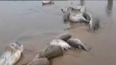 West Bengal District News: সমুদ্রতীরে ভেসে আসছে শয়ে শয়ে মৃত মাছ, দেখতে দিঘায় ভিড়