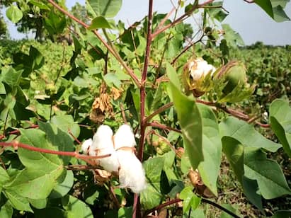 Damage to cotton cultivation due to pest infestation மயிலாடுதுறை: புதிய வகை பூச்சி தாக்குதலால் பருத்தி சாகுபடி பாதிப்பு..!