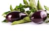 Brinjal Health Benefits: নাম বেগুন হলেও এতে রয়েছে অনেক গুণ