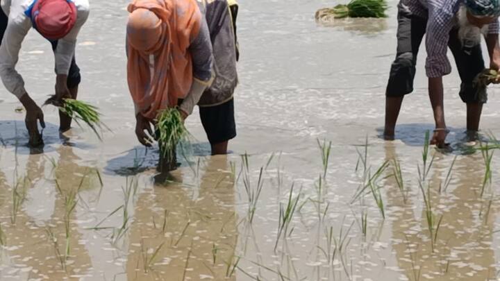 ਉਚ ਪੜਾਈਆਂ ਕਰ ਚੁੱਕੇ ਇੱਕੋ ਪਰਿਵਾਰ ਦੇ ਤਿੰਨ ਜੀਅ ਕਰ ਰਹੇ ਝੋਨੇ ਦੇ ਖੇਤਾਂ ਵਿੱਚ ਮਜ਼ਦੂਰੀ