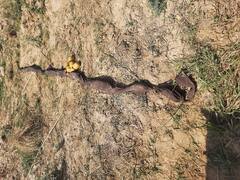 ਪਾਕਿਸਤਾਨ ਦੀ ਸਾਜਿਸ਼ ਨਾਕਾਮ, BSF ਨੇ ਮਾਰ ਸੁੱਟਿਆ ਸਮਗਲਰ, 135 ਕਰੋੜ ਦੀ ਹੈਰੋਇਨ ਬਰਾਮਦ 