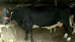 ખેડૂતો-પશુપાલકોના પ્રાણીઓ માટે ખોળની ગુણીનો ભાવ વધ્યો, જુઓ કેટલો થયો ભાવ?