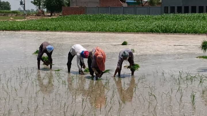 ਉਚ ਪੜਾਈਆਂ ਕਰ ਚੁੱਕੇ ਇੱਕੋ ਪਰਿਵਾਰ ਦੇ ਤਿੰਨ ਜੀਅ ਕਰ ਰਹੇ ਝੋਨੇ ਦੇ ਖੇਤਾਂ ਵਿੱਚ ਮਜ਼ਦੂਰੀ