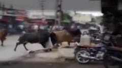 રાજકોટમાં ગુંદાળા રોડ પર 4 આખલા બાખડી પડ્યા, વિડીયો થયો વાયરલ