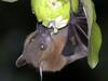 Nipah Virus in India: Antibodies Detected In Bats In Mahabaleshwar; Does It Pose A Threat? Here's What Researchers Found