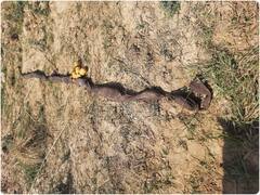 पाकिस्तान की बड़ी साजिश नाकाम, BSF ने सीमा पार से भेजी गई 135 करोड़ रुपये की हेरोइन बरामद की