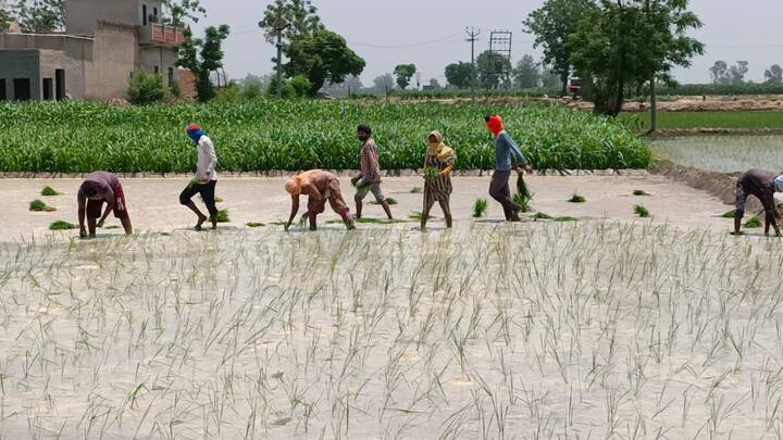 ਪਰਿਵਾਰ ਵਿੱਚ ਸਰਬਜੀਤ ਕੌਰ ਈਟੀਟੀ/ਐਨਟੀਟੀ ਪਾਸ ਠੇਕਾ ਆਧਾਰਤ ਅਧਿਆਪਕਾ, ਮੈਕੈਨੀਕਲ ਇੰਜਨੀਅਰਿੰਗ ਕਰ ਰਿਹਾ ਉਸਦਾ ਪੁੱਤਰ ਹਰਮਨ ਸਿੰਘ ਅਤੇ ਸਰਬਜੀਤ ਦਾ ਐਮਏ ਪਾਸ ਭਤੀਜਾ ਗੁਰਪ੍ਰੀਤ ਸਿੰਘ ਝੋਨਾ ਲਗਾ ਕੇ ਮਜ਼ਦੂਰੀ ਕਰ ਰਹੇ ਹਨ।
