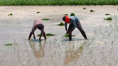 ਉਚ ਪੜਾਈਆਂ ਕਰ ਚੁੱਕੇ ਇੱਕੋ ਪਰਿਵਾਰ ਦੇ ਤਿੰਨ ਜੀਅ ਕਰ ਰਹੇ ਝੋਨੇ ਦੇ ਖੇਤਾਂ ਵਿੱਚ ਮਜ਼ਦੂਰੀ