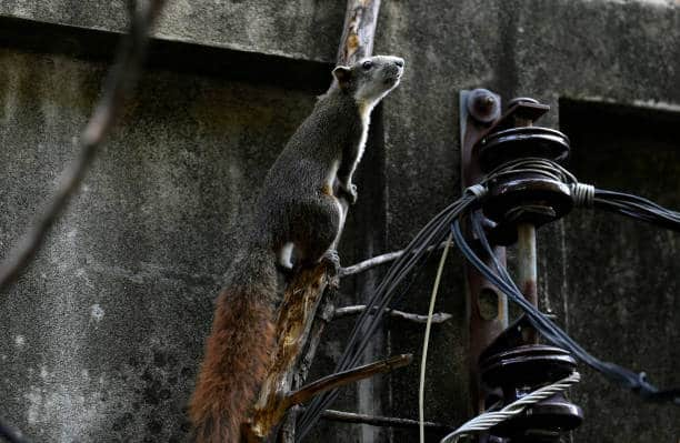 Tamil Nadu Electricity Minister Senthil Balaji Gets Trolled For Blaming Squirrels Causing Power Cut Tamil Nadu Electricity Minister Senthil Balaji Gets Trolled For Blaming Squirrels Causing Power Cut