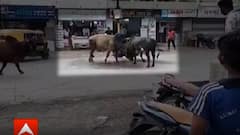 Rajkot: ગોંડલમાં ચાર આખલા બાખડ્યા, લોકોમાં મચી નાસભાગ