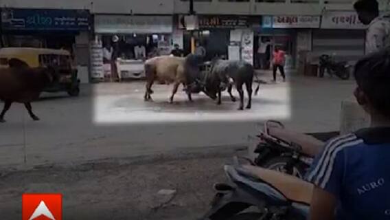 Rajkot: ગોંડલમાં ચાર આખલા બાખડ્યા, લોકોમાં મચી નાસભાગ