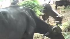 મહેસાણા: પશુ ખાણની 50 કિલોની બેગમાં 700 રૂપિયાનો વધારો, રોજિંદા ખર્ચ વધતાં ગુજરાન ચલાવવું મુશ્કેલ