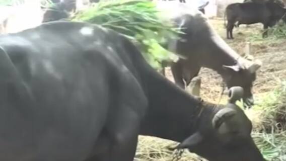 મહેસાણા: પશુ ખાણની 50 કિલોની બેગમાં 700 રૂપિયાનો વધારો, રોજિંદા ખર્ચ વધતાં ગુજરાન ચલાવવું મુશ્કેલ