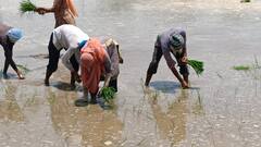 ਉਚ ਪੜਾਈਆਂ ਕਰ ਚੁੱਕੇ ਇੱਕੋ ਪਰਿਵਾਰ ਦੇ ਤਿੰਨ ਜੀਅ ਕਰ ਰਹੇ ਝੋਨੇ ਦੇ ਖੇਤਾਂ ਵਿੱਚ ਮਜ਼ਦੂਰੀ