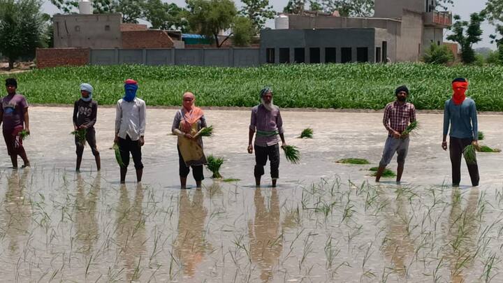 ਉਥੇ ਗੁਰਪ੍ਰੀਤ ਅਤੇ ਹਰਮਨ ਨੇ ਕਿਹਾ ਕਿ ਉਨ੍ਹਾਂ ਨੇ ਨੌਕਰੀ ਲਈ ਕਈ ਥਾਵਾਂ ’ਤੇ ਅਪਲਾਈ ਕੀਤਾ, ਪਰ ਉਨ੍ਹਾਂ ਨੂੰ ਨੌਕਰੀ ਨਹੀਂ ਮਿਲੀ। ਘਰ ਦਾ ਗੁਜ਼ਾਰਾ ਕਰਨ ਲਈ ਮਜ਼ਦੂਰੀ ਕਰਨ ਲਈ ਮਜਬੂਰ ਹੋਣਾ ਪਿਆ ਹੈ।