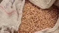 મોરબીમાં વરસાદને કારણે ટેકાના ભાવે ખરીદેલ ચણા પલળ્યા, 2500થી વધુ ગુણીને નુકસાન, જુઓ વીડિયો