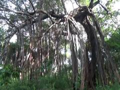 Vat Purnima : साडेपाच एकरात पसरलेलं साताऱ्याच्या म्हसवे गावातील विस्तीर्ण वडाचं झाडं