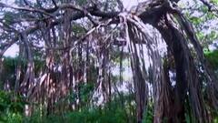 साताऱ्याच्या म्हसवे गावाचा नैसर्गिक ठेवा,साडेपाच एकरमध्ये पसरलेल्या वडाच्या झाडामुळे गावाची ओळख!