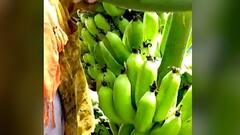 Nanded : नांदेडहून 10 कोटींची केळी परदेशात रवाना,कोरोनाच्या संकटात केळी उत्पादकांना दिलासा