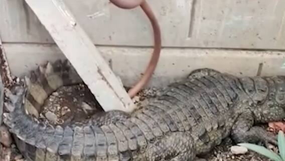 Rajkot: જેતલસર જંક્શન સોસાયટીમાં જોવા મળ્યો મગર, ફોરેસ્ટ વિભાગે રેસ્ક્યુ ઓપરેશન કર્યુ શરૂ