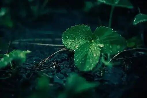 দক্ষিণবঙ্গের পশ্চিমের দু-এক জেলায় আজ মাঝারি থেকে ভারি বৃষ্টির পূর্বাভাস।