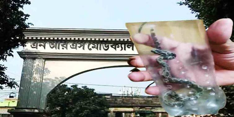 poisonous snake created fear in NRS Medical college today, know in details Snake in NRS Medical College: এনআরএস মেডিক্যাল কলেজের মেডিসিন স্টোরে বিষাক্ত সাপ! প্রবল আতঙ্ক