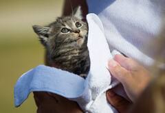 மாட்டிக்கொண்ட பூனை...  லாவகமாக காரை நிறுத்திய போலீஸ்