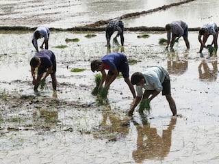 ਝੋਨੇ ਦੀ ਸਿੱਧੀ ਬਿਜਾਈ ਕਰਨ 'ਤੇ ਮਿਲੇਗਾ 1500 ਰੁ: ਪ੍ਰਤੀ ਏਕੜ, ਬੱਚ ਸਕਦਾ 30 ਤੋਂ 35 % ਪਾਣੀ