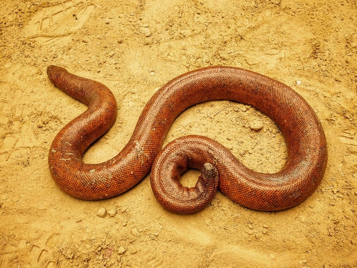 Four Held For Trying To Sell Red Sand Boa Snake Worth Rs 2.5 crore Four Held For Trying To Sell Snake Worth Rs 2.5 crore