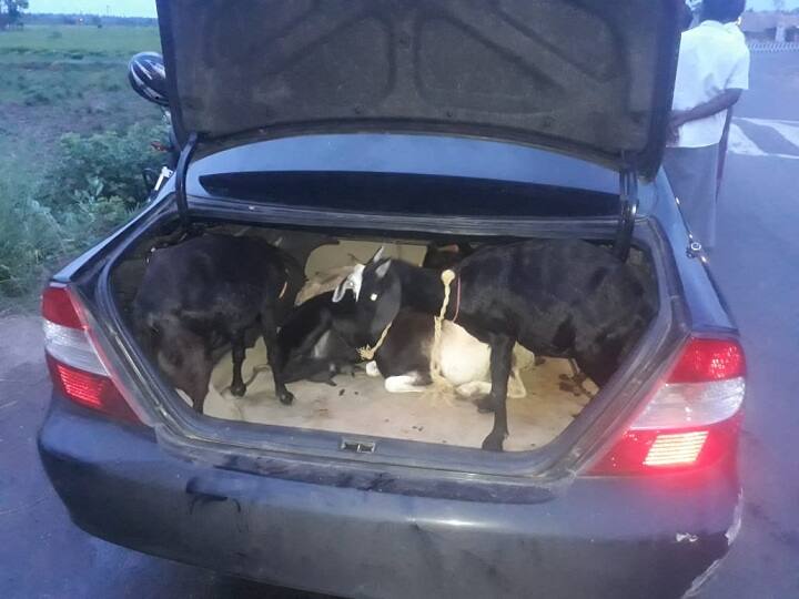 the robbers stole the sheep in luxury car. சொகுசு காரில் ஆடுகள் ஆட்டை : கிராம மக்கள் துரத்தியதால் தப்பியோடிய கொள்ளையர்கள்..!