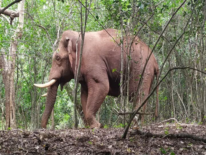 Radio collar fitting work for wild elephant begins ’ஆபரேஷன் பாகுபலி’ - காட்டு யானைக்கு ரேடியோ காலர் பொருத்தும் பணிகளைத் தொடங்கிய வனத்துறையினர்..!