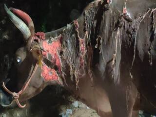 மதுரை ;  'அப்போ மயில்கள், இப்போ மாடுகள்’  - வாயில்லா ஜீவன்கள் மீது ஆசிட் வீச்சு!