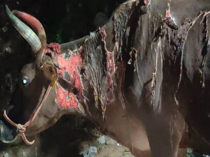 Acid attack on cows Madurai agitation issues மதுரை   அப்போ மயில்கள், இப்போ மாடுகள்’  - வாயில்லா ஜீவன்கள் மீது ஆசிட் வீச்சு!