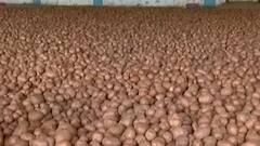 રાજ્યમાં બટાકાનું વાવેતર કરનારા ખેડૂતોને આર્થિક નુકસાન, પોષણક્ષમ ભાવ ન મળતા ફટકો