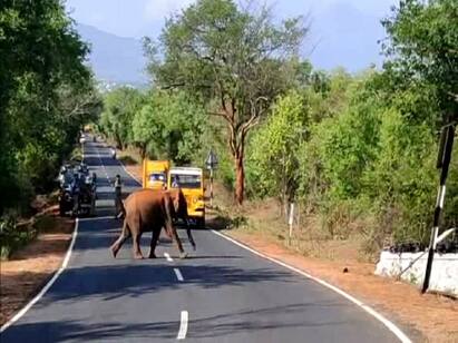 The wild elephant that brags about forest strategies ஆப்ரேஷன் பாகுபலி - வனத்துறை வியூகங்களை தவிடுபொடியாக்கும் காட்டு யானை!