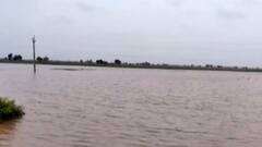 વરસાદ ન પડતા અમરેલીમાં ખેડૂતોનો પાક નિષ્ફળ જવાની ભીતિ,  વરસાદ નહીં પડે તો પાક થશે નિષ્ફળ