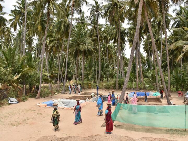 தென்னந் தோப்பிற்கு இடையில் அகழாய்வு