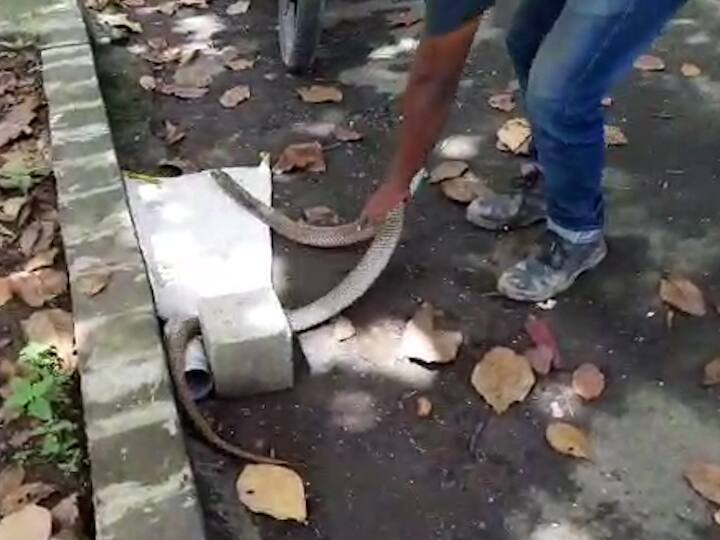 दुसरीकडे हवामानात बदल झाल्याने साप भक्ष्य आणि ऊब मिळावी म्हणून बिळातून बाहेर येऊन मानवीवस्तीत शिरत असल्याचं सर्पमित्रांचं म्हणणं आहे. कुठेही मानवीवस्तीत साप दिसल्यास सर्पमित्रांना याची तात्काळ माहिती देण्याचे आवाहन त्यांनी नागरिकांना केलं आहे.